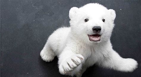 kutup ayılarını korumak için ne yapmalıyız ingilizce
